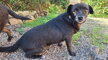 NERA, Hund, Terrier-Mix in Italien - Bild 9