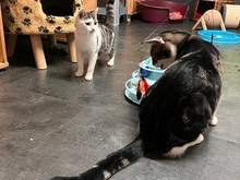 MILO, Katze, Hauskatze in Fürth - Bild 2