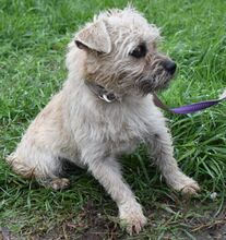 CYNDI, Hund, Mischlingshund in Ungarn - Bild 2