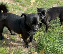 SUSI, Hund, Mischlingshund in Rumänien - Bild 1