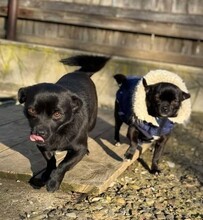 SUSI, Hund, Mischlingshund in Rumänien - Bild 19