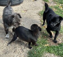 SUSI, Hund, Mischlingshund in Rumänien - Bild 6