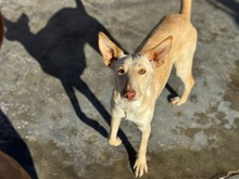 RUSA2, Hund, Podenco in Spanien - Bild 1