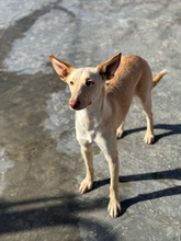 RUSA2, Hund, Podenco in Spanien - Bild 10