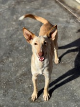 RUSA2, Hund, Podenco in Spanien - Bild 11