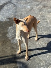 RUSA2, Hund, Podenco in Spanien - Bild 12