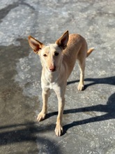 RUSA2, Hund, Podenco in Spanien - Bild 13