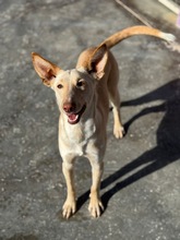 RUSA2, Hund, Podenco in Spanien - Bild 14