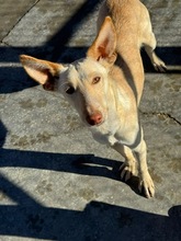 RUSA2, Hund, Podenco in Spanien - Bild 2