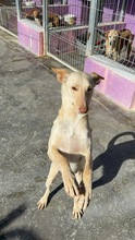 RUSA2, Hund, Podenco in Spanien - Bild 3