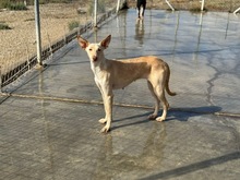 RUSA2, Hund, Podenco in Spanien - Bild 4