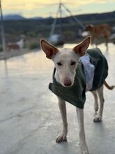 RUSA2, Hund, Podenco in Spanien - Bild 7