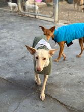 RUSA2, Hund, Podenco in Spanien - Bild 8