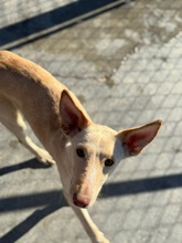 RUSA2, Hund, Podenco in Spanien - Bild 9