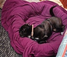 STROLCH, Hund, Mischlingshund in Lahstedt - Bild 9