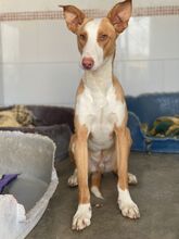 SOCKS, Hund, Podenco in Spanien - Bild 1