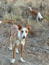 SOCKS, Hund, Podenco in Spanien - Bild 10