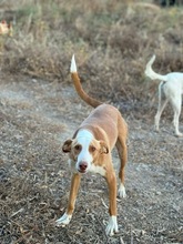 SOCKS, Hund, Podenco in Spanien - Bild 12