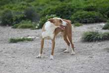 SOCKS, Hund, Podenco in Spanien - Bild 14