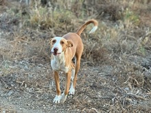 SOCKS, Hund, Podenco in Spanien - Bild 2