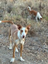 SOCKS, Hund, Podenco in Spanien - Bild 3