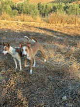 SOCKS, Hund, Podenco in Spanien - Bild 4