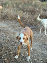 SOCKS, Hund, Podenco in Spanien - Bild 5