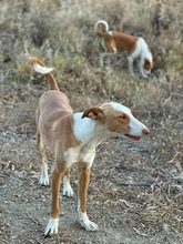 SOCKS, Hund, Podenco in Spanien - Bild 6