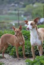 SOCKS, Hund, Podenco in Spanien - Bild 7