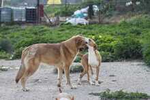 SOCKS, Hund, Podenco in Spanien - Bild 9