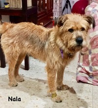 NALA, Hund, Mischlingshund in Krems II - Bild 8