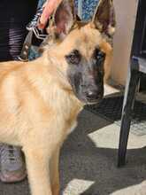 BRAUN, Hund, Malinois-Mix in Spanien - Bild 1