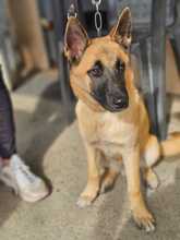 BRAUN, Hund, Malinois-Mix in Spanien - Bild 2