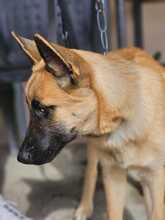 BRAUN, Hund, Malinois-Mix in Spanien - Bild 3