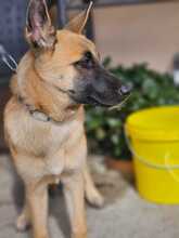 BRAUN, Hund, Malinois-Mix in Spanien - Bild 4