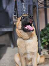 BRAUN, Hund, Malinois-Mix in Spanien - Bild 5