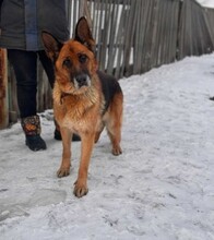 ULMA, Hund, Deutscher Schäferhund in Berlin