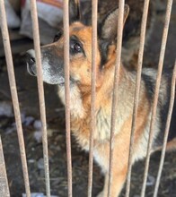 ULMA, Hund, Deutscher Schäferhund in Berlin - Bild 2