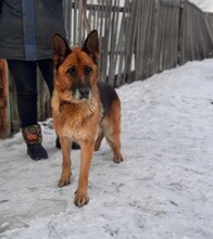 ULMA, Hund, Deutscher Schäferhund in Berlin - Bild 3