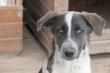 FARLEY, Hund, Mischlingshund in Rumänien - Bild 1