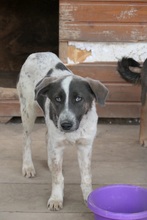 FARLEY, Hund, Mischlingshund in Rumänien - Bild 2