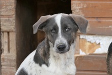 FARLEY, Hund, Mischlingshund in Rumänien - Bild 3