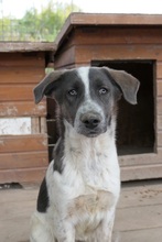 FARLEY, Hund, Mischlingshund in Rumänien - Bild 4