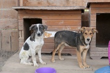 FARLEY, Hund, Mischlingshund in Rumänien - Bild 5