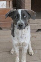 FARLEY, Hund, Mischlingshund in Rumänien - Bild 6