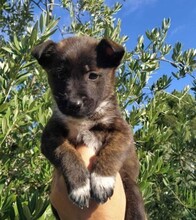 HAVANNA, Hund, Mischlingshund in Spanien