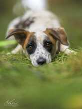 LILLO, Hund, Mischlingshund in Griechenland - Bild 3