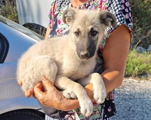 FLYLUNA, Hund, Mischlingshund in Kroatien - Bild 13