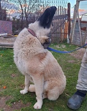FLYLUNA, Hund, Mischlingshund in Kroatien - Bild 16