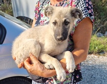 FLYLUNA, Hund, Mischlingshund in Kroatien - Bild 17